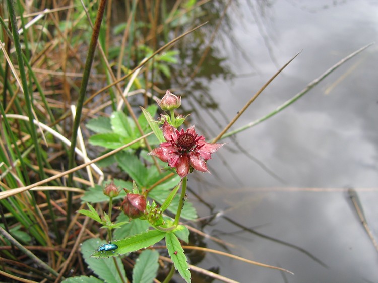 Potentilla palustris